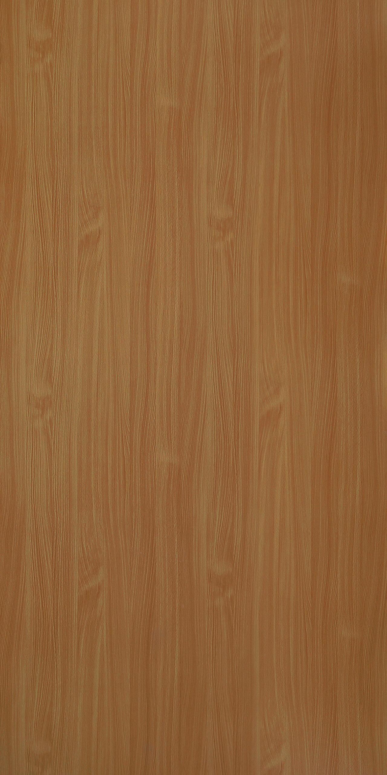 Beech